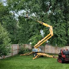 Leaf Removal in Allen Park, MI