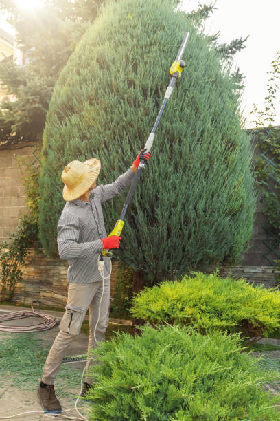 Why Choose Our Tree Removal Services in Allen Park, MI?